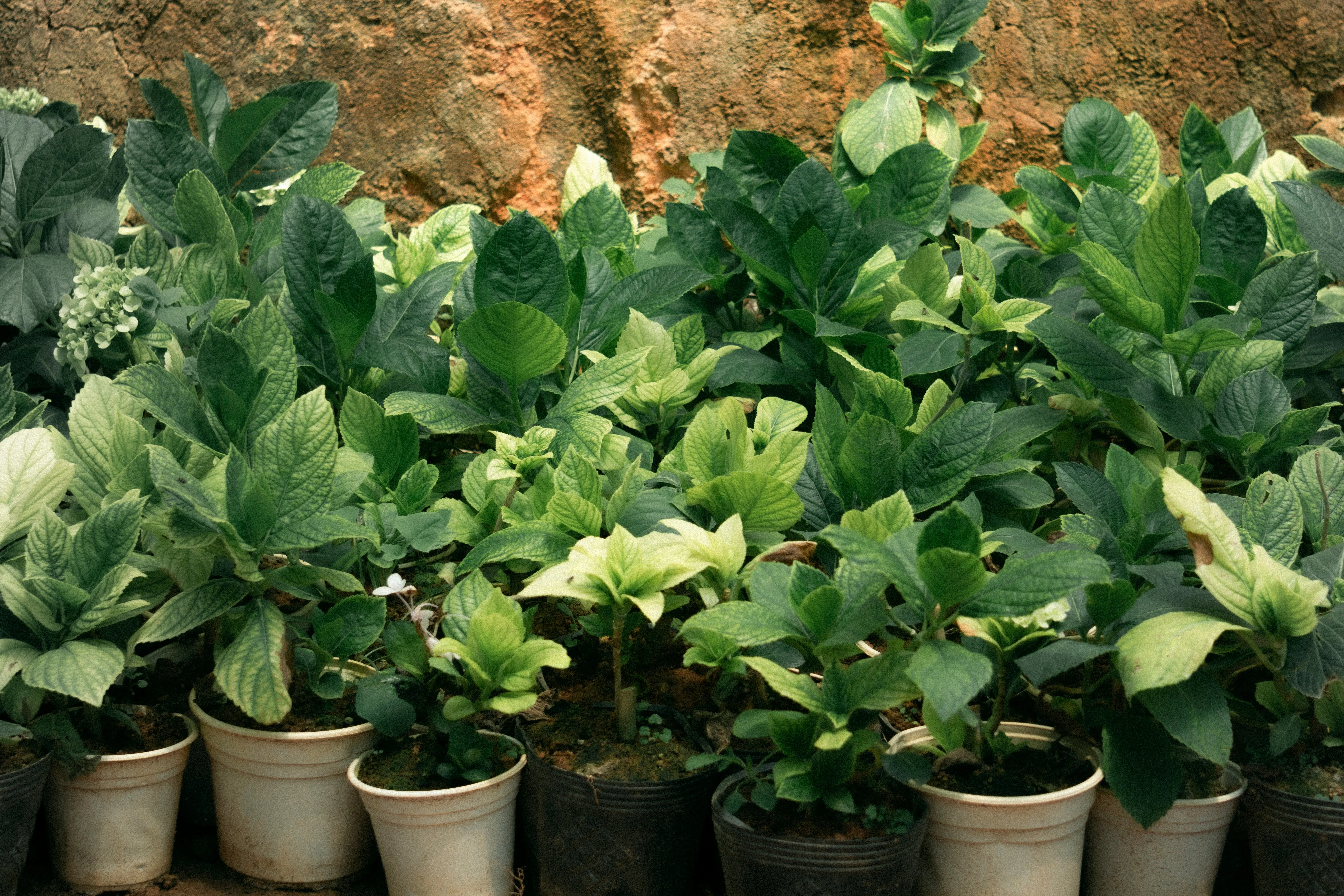 Plant Growth